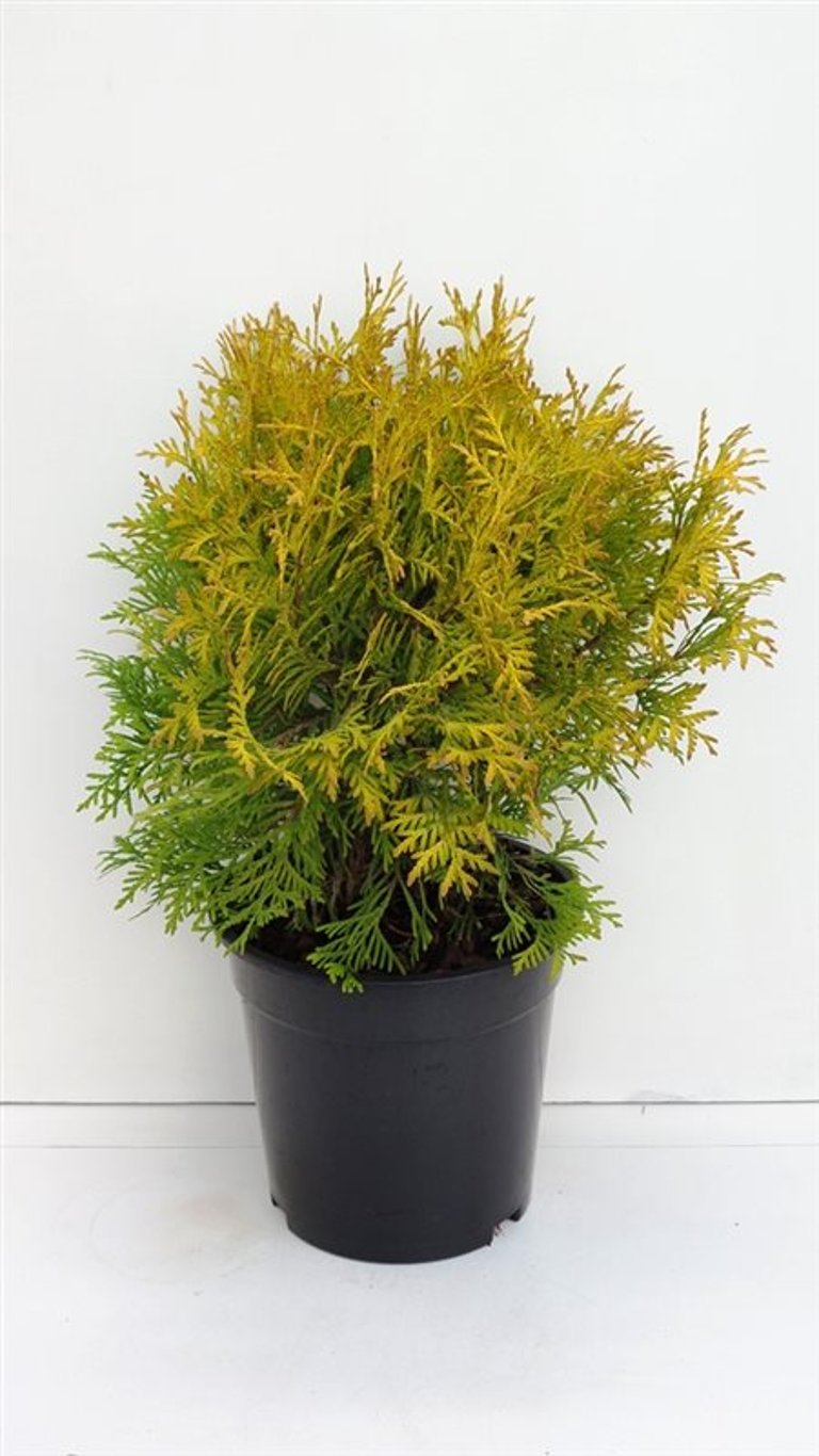 Thuja occ. 'Golden Globe' - C3 25-30 CM